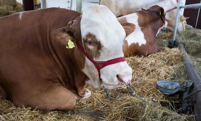 燃气蒸汽发生助力畜牧养殖场过冬。