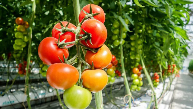 燃气蒸汽发生器助力秋冬季蔬菜大棚